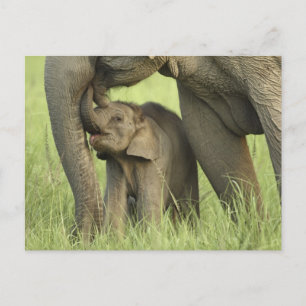 Indiase / Aziatische Olifant en jong, Corbett 2 Briefkaart