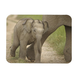 Indiase / Aziatische Olifant en jong,Corbett 2 Magneet