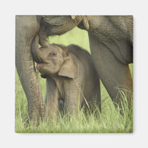 Indiase / Aziatische olifant en jong,Corbett 2 Magneet