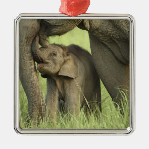 Indiase / Aziatische olifant en jong, Corbett 2 Metalen Ornament