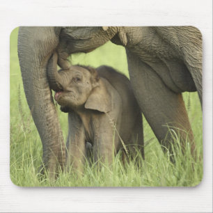 Indiase / Aziatische Olifant en jong,Corbett 2 Muismat