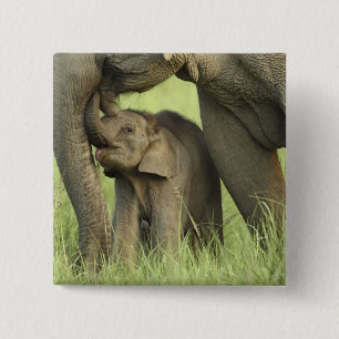 Indiase / Aziatische olifant en jong, Corbett 2 Vierkante Button 5,1 Cm