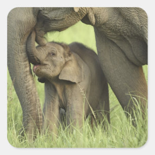 Indiase / Aziatische Olifant en jong, Corbett 2 Vierkante Sticker