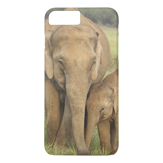 Indiase / Aziatische Olifant en jong,Corbett Case-Mate iPhone Case (Achterkant)