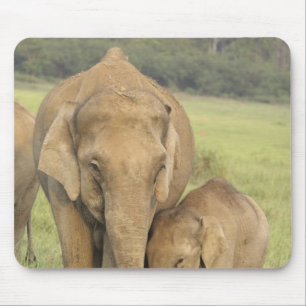 Indiase / Aziatische Olifant en jong,Corbett Muismat