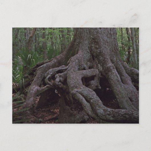 Indiase bos artefact aangepaste Louisiana ansichtk Briefkaart (Voorkant)