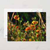 Indiase dekens briefkaart (Voorkant / Achterkant)