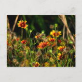 Indiase dekens briefkaart (Voorkant)