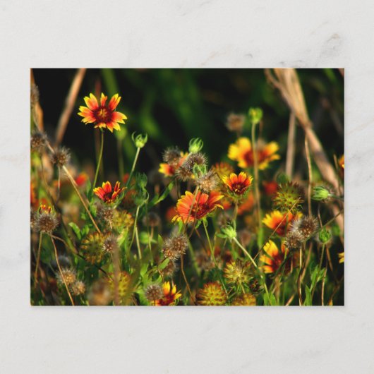 Indiase dekens briefkaart (Voorkant)