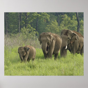 Indiase Elephant familie komt uit Poster