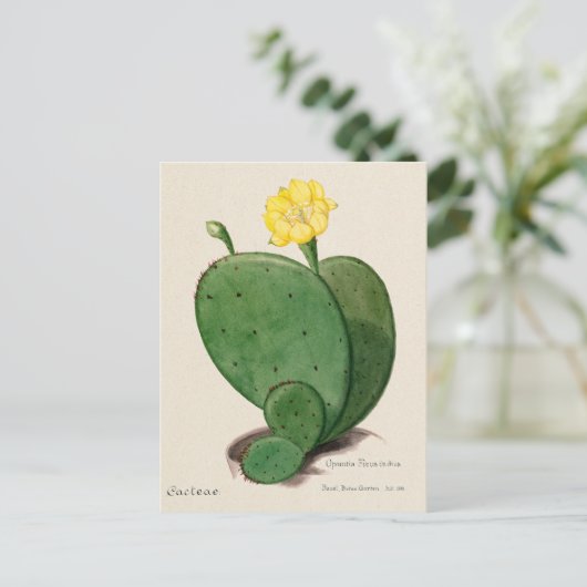 Indiase Fig Opuntia Cactus Illustratie Briefkaart (Staand voorkant)