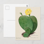 Indiase Fig Opuntia Cactus Illustratie Briefkaart (Voorkant / Achterkant)