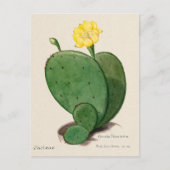 Indiase Fig Opuntia Cactus Illustratie Briefkaart (Voorkant)