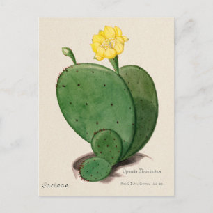 Indiase Fig Opuntia Cactus Illustratie Briefkaart