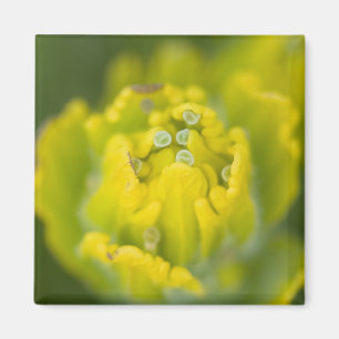 Indiase Gouden Penselenkwast Castilleja 2 Magneet