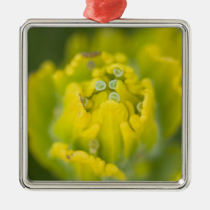 Indiase Gouden Penselenkwast Castilleja 2 Metalen Ornament