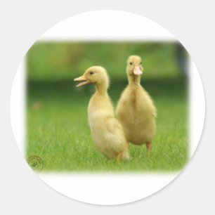 Indiase loper eendjes 9W029D-024 Ronde Sticker