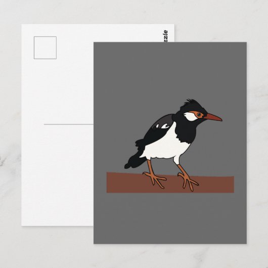 Indiase Pied Mina Vogelkunst Briefkaart (Voorkant / Achterkant)