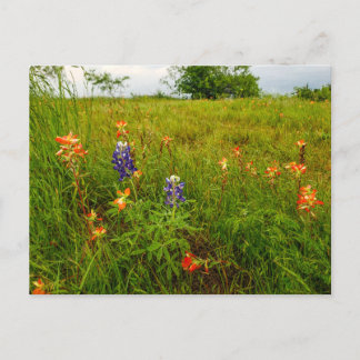 Indiase verfkwast en Bluebonnets, Ennis, TX Briefkaart