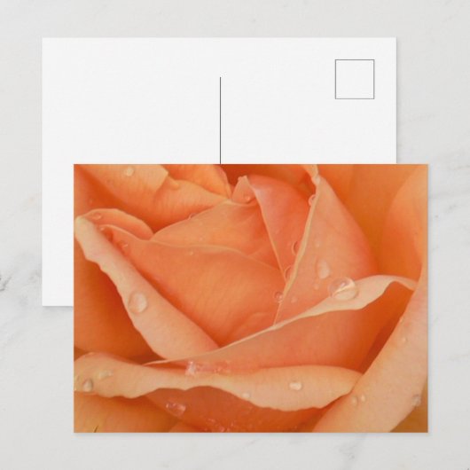 Indiase Zomer Roos Briefkaart (Voorkant / Achterkant)