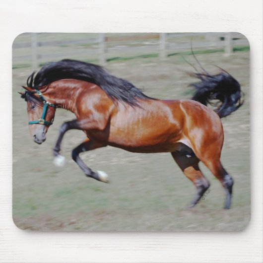 Indico VII bereiken Muismat (Voorkant)