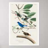 Indigo Bird by Audubon Poster (Voorkant)