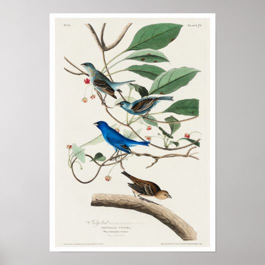 Indigo Bird by Audubon Poster (Voorkant)
