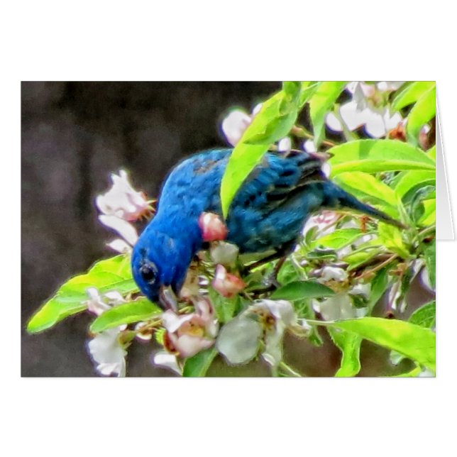 Indigo Bunting (Voorkant Horizontaal)
