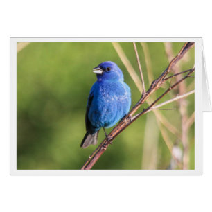 Indigo Bunting