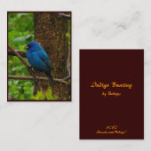 Indigo Bunting ATC Visitekaartje (Voorkant / Achterkant)