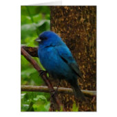 Indigo Bunting Blank Kaart (Voorkant)