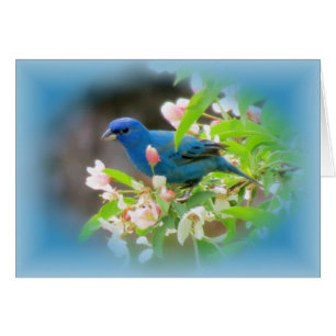 Indigo Bunting Blues