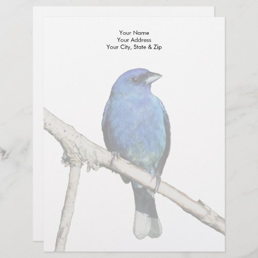 Indigo Bunting Briefhoofd (Voorkant / Achterkant)