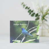 Indigo Bunting Briefkaart (Staand voorkant)