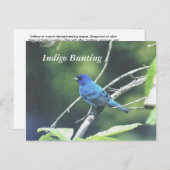 Indigo Bunting Briefkaart (Voorkant / Achterkant)