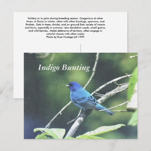 Indigo Bunting Briefkaart (Voorkant / Achterkant)