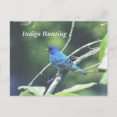 Indigo Bunting Briefkaart (Voorkant)