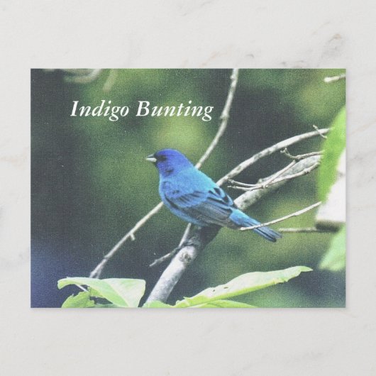 Indigo Bunting Briefkaart (Voorkant)