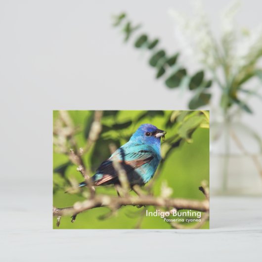 Indigo Bunting Briefkaart (Staand voorkant)