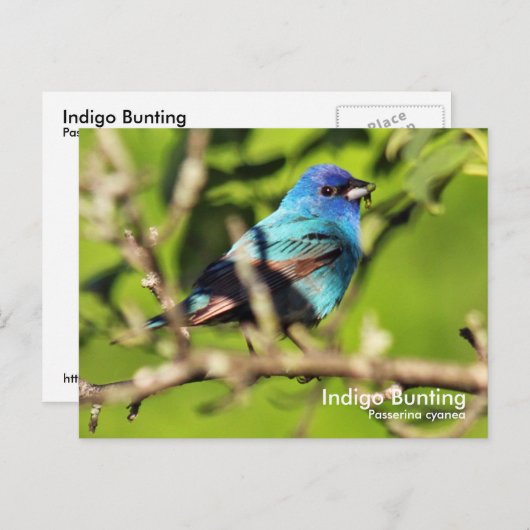 Indigo Bunting Briefkaart (Voorkant / Achterkant)