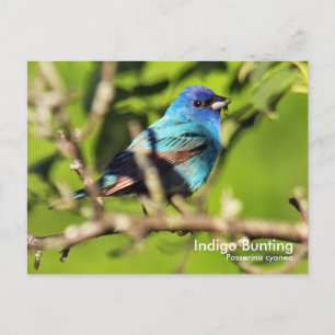 Indigo Bunting Briefkaart