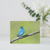 Indigo Bunting Briefkaart (Staand voorkant)