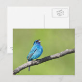 Indigo Bunting Briefkaart (Voorkant / Achterkant)
