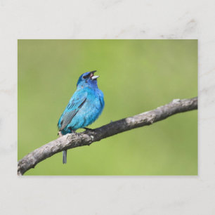 Indigo Bunting Briefkaart