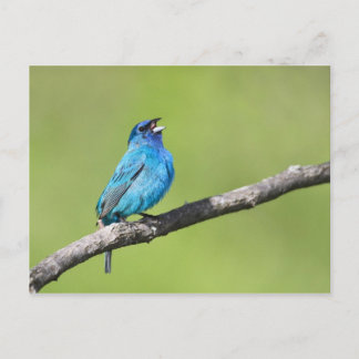 Indigo Bunting Briefkaart