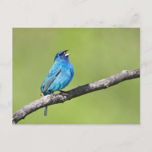 Indigo Bunting Briefkaart (Voorkant)
