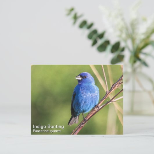 Indigo Bunting Briefkaart (Staand voorkant)