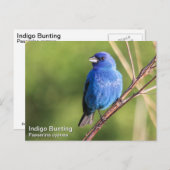 Indigo Bunting Briefkaart (Voorkant / Achterkant)