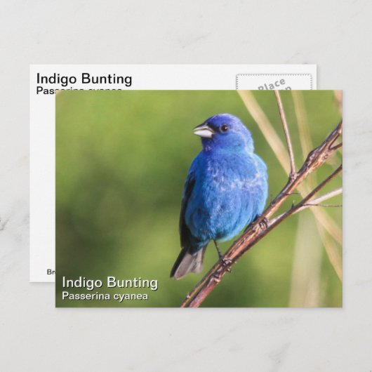 Indigo Bunting Briefkaart (Voorkant / Achterkant)