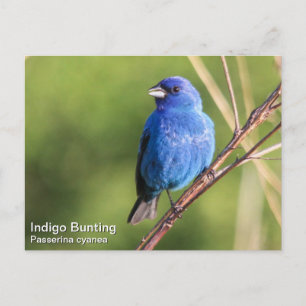 Indigo Bunting Briefkaart